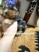 Tiny blue Merle female , a female Yorkshire Terrier for sale in Pensacola, FL – Photo 10 of 10