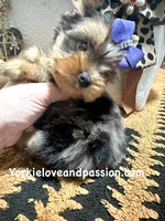 Tiny blue Merle female , a female Yorkshire Terrier for sale in Pensacola, FL – Photo 2 of 10