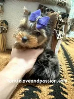 Tiny blue Merle female , a female Yorkshire Terrier for sale in Pensacola, FL – Photo 8 of 10