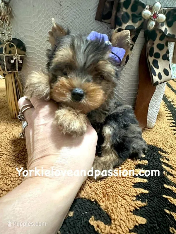 Tiny blue Merle female  – Yorkshire Terrier puppy for sale in Pensacola, FL