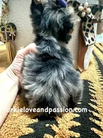 Tiny blue Merle female , a female Yorkshire Terrier for sale in Pensacola, FL – Photo 9 of 10