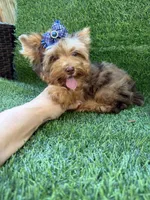 Chocolate Merle male , a male Yorkshire Terrier for sale in Pensacola, FL – 5 of 10
