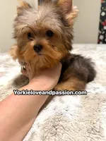 Blue Merle male , a male Yorkshire Terrier for sale in Pensacola, FL – 2 of 10