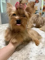 sable female, a female Yorkshire Terrier for sale in Pensacola, FL – 4 of 8