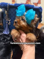 Traditional male , a male Yorkshire Terrier for sale in Pensacola, FL – 7 of 10