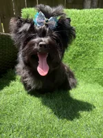 Solid black male, a male Yorkshire Terrier for sale in Pensacola, FL – 4 of 10