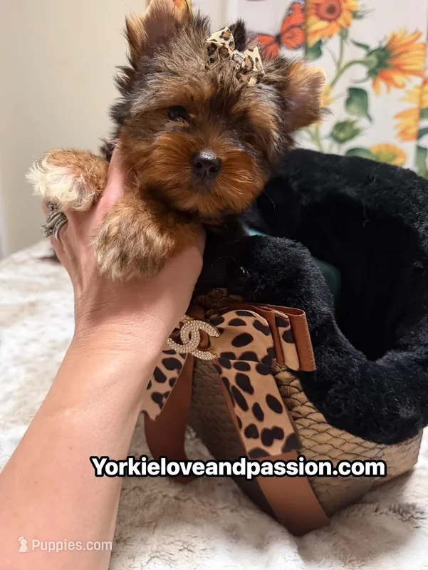 Traditional female  – Yorkshire Terrier puppy for sale in Pensacola, FL
