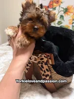 Traditional female , a female Yorkshire Terrier for sale in Pensacola, FL – 1 of 10