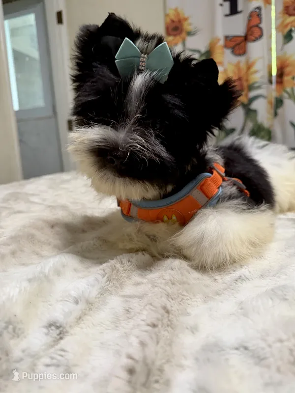 Parti male  – Yorkshire Terrier puppy for sale in Pensacola, FL