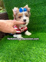 Parti Merle male , a male Yorkshire Terrier for sale in Pensacola, FL – 5 of 9
