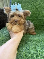 Chocolate Merle male , a male Yorkshire Terrier for sale in Pensacola, FL – 8 of 10