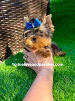 Tiny traditional male , a male Yorkshire Terrier for sale in Pensacola, FL – 10 of 10