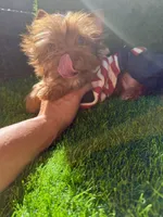 Chocolate male , a male Yorkshire Terrier for sale in Pensacola, FL – 7 of 9