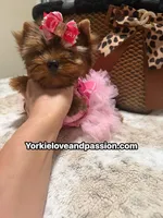 Blue Merle female , a female Yorkshire Terrier for sale in Pensacola, FL – 4 of 10