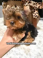 Traditional female , a female Yorkshire Terrier for sale in Pensacola, FL – 7 of 10