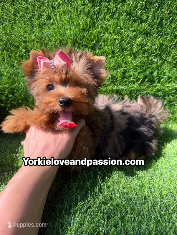 Blue Merle female  – Yorkshire Terrier puppy for sale in Pensacola, FL