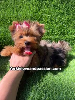 Blue Merle female , a female Yorkshire Terrier for sale in Pensacola, FL – 1 of 10