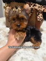 Traditional female , a female Yorkshire Terrier for sale in Pensacola, FL – 6 of 10
