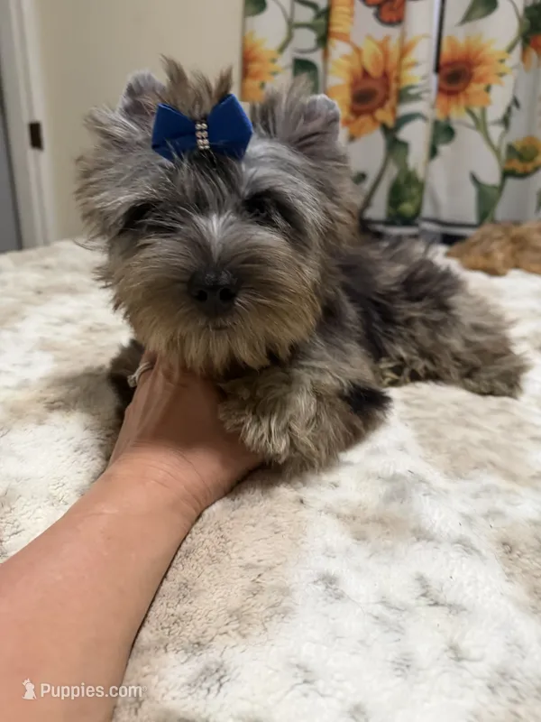 Black Merle male  – Yorkshire Terrier puppy for sale in Pensacola, FL