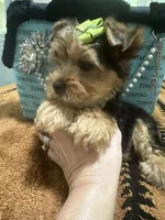 Traditional male , a male Yorkshire Terrier for sale in Pensacola, FL – Photo 7 of 10