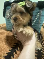 Traditional male , a male Yorkshire Terrier for sale in Pensacola, FL – Photo 4 of 10