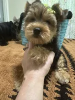 Traditional male , a male Yorkshire Terrier for sale in Pensacola, FL – Photo 2 of 10