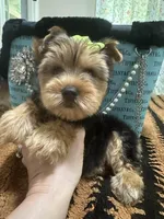 Traditional male , a male Yorkshire Terrier for sale in Pensacola, FL – Photo 10 of 10