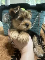 Traditional male , a male Yorkshire Terrier for sale in Pensacola, FL – Photo 6 of 10