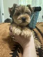 Traditional male , a male Yorkshire Terrier for sale in Pensacola, FL – Photo 3 of 10