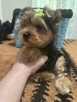 Traditional male , a male Yorkshire Terrier for sale in Pensacola, FL – Photo 5 of 10