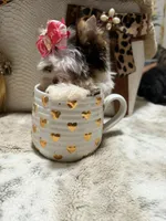 Xxxxsmall chocolate Parti female, a female Yorkshire Terrier for sale in Pensacola, FL – 2 of 10