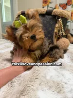 Blue Merle male , a male Yorkshire Terrier for sale in Pensacola, FL – 5 of 10