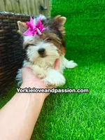Small Parti female , a female Yorkshire Terrier for sale in Pensacola, FL – 4 of 10