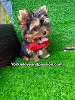 Babydoll traditional female , a female Yorkshire Terrier for sale in Pensacola, FL – 10 of 10