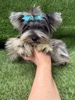 Bruno , a male Yorkshire Terrier for sale in Pensacola, FL – 6 of 10