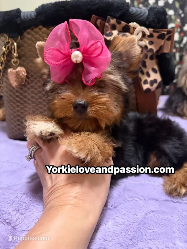 Traditional female  – Yorkshire Terrier puppy for sale in Pensacola, FL
