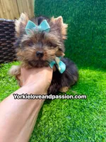 Xsmall traditional male , a male Yorkshire Terrier for sale in Pensacola, FL – 10 of 10