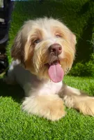 Coopee, a male Yorkshire Terrier for sale in Pensacola, FL – 5 of 10