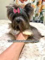 black Merle tweed female , a female Yorkshire Terrier for sale in Pensacola, FL – 6 of 9