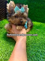 Xsmall traditional male , a male Yorkshire Terrier for sale in Pensacola, FL – 9 of 10