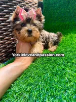 Babydoll blue Merle female , a female Yorkshire Terrier for sale in Pensacola, FL – 7 of 10