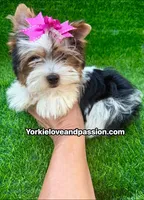 Small Parti female , a female Yorkshire Terrier for sale in Pensacola, FL – 1 of 10