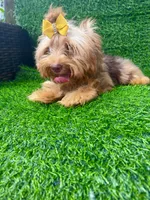 Chocolate Merle male , a male Yorkshire Terrier for sale in Pensacola, FL – 5 of 9