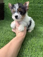 Parti female , a female Yorkshire Terrier for sale in Pensacola, FL – 3 of 10