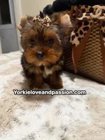 Traditional female , a female Yorkshire Terrier for sale in Pensacola, FL – 8 of 10