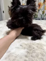 Xsmall black female , a female Yorkshire Terrier for sale in Pensacola, FL – 4 of 8