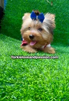 Blue Merle male , a male Yorkshire Terrier for sale in Pensacola, FL – 9 of 9