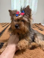 Sable male , a male Yorkshire Terrier for sale in Pensacola, FL – 5 of 10