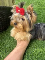Blue Merle female , a female Yorkshire Terrier for sale in Pensacola, FL – 5 of 7