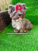 Black Merle female , a female Yorkshire Terrier for sale in Pensacola, FL – 7 of 10